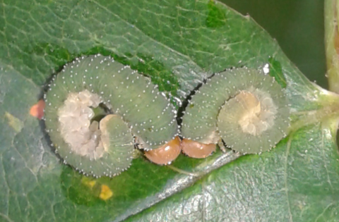 Tenthredinidae : larve di Allantus cinctus?
